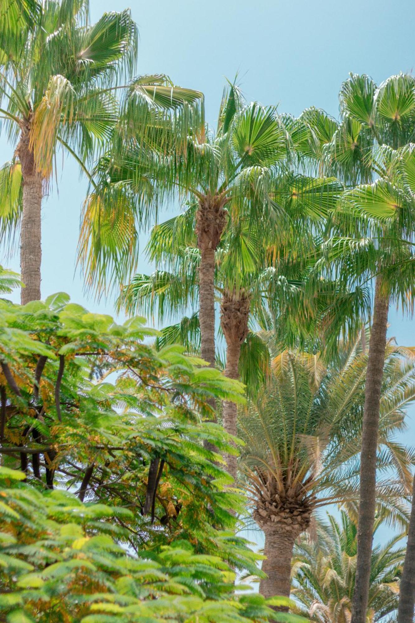 Apartamentos El Palmar Πλάγια ντελ Ινγκλές Εξωτερικό φωτογραφία